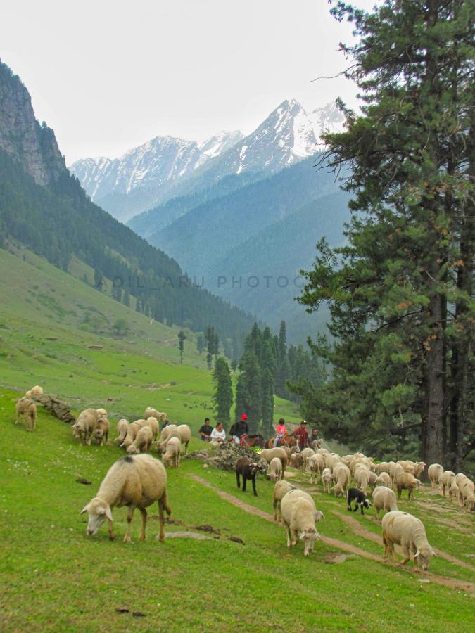 Kashmir Outlook Adventures Pahalgam