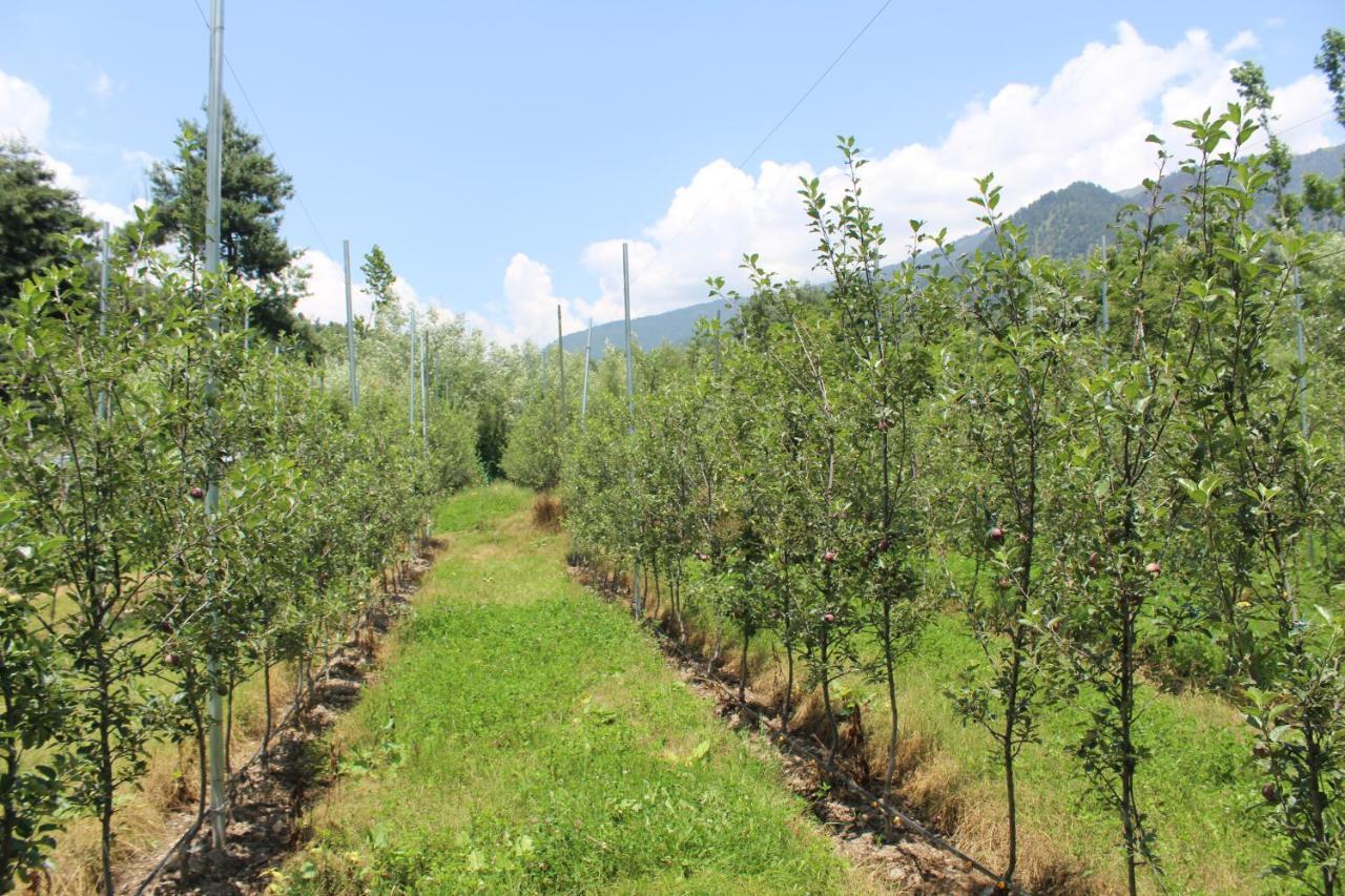 Volga Pahalgam